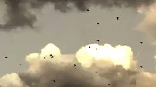 Ravens Neighborhoods