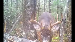 2025 deer hunt success