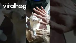 Teaching My Cat to High Five || ViralHog
