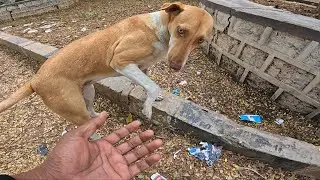 The sweet stray dog is a bit shy but clearly showing he wants to be friends with me