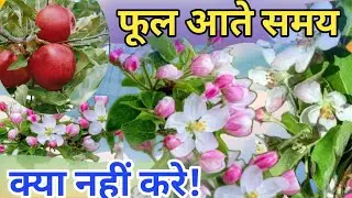 सेब में फूल आते समय क्या सावधानियां रखे?सेब के पौधे में फूल कब आते है?