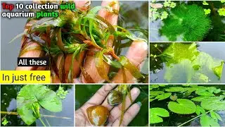 Top 10 Collecting Wild Aquarium aquatic Plants || Don't buy aquarium plants just free collection