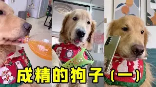 成精的狗子（一）：有一只会做饭的狗子是种什么体验？刷新了我的认知【起错名的四毛】