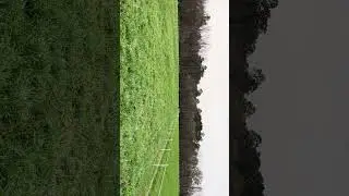Heifers grazing cool-season forages research study in Blackville, SC #farming #foragedrops #forages