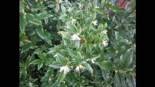 🏡 My Suburban Garden:  Sarcococca, (Himalayan) Sweet Box