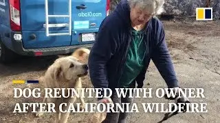 Dog survives California wildfire, guards home for weeks while waiting for owner