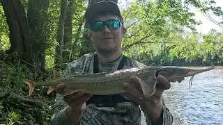 Root River Shovelnose Sturgeon!!