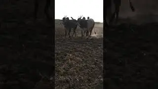 Sira Hallikar Bull pair ploughing field of Farmer Raju Nayak in Hemavathi, Madaksira Taluk,. A P