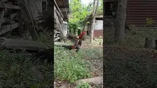 ayam bangkok keturunan usia satu tahun #adenaji