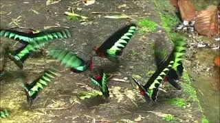 Trogonoptera brookiana