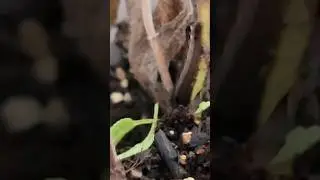 This Caterpillar is on my Sage! #nature #caterpillar #sage #eating #unknown #shorts