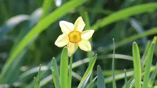 Daffodils farm in New Zealand