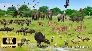 4K African Wildlife Hidden Wonders of the Wild &ndash; Experience the Real Africa!