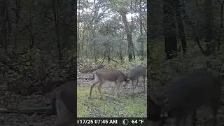 He really thought he WON #deer #deerhunting #fighting #buck
