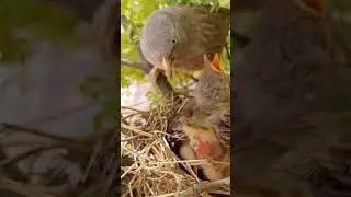 Wild babbler bird works very hard (P 1) #shorts