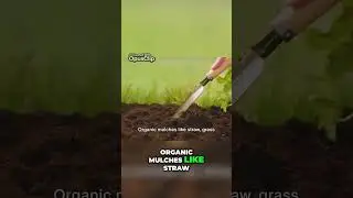 Watering Hacks for a Thriving Garden Conservation and Efficiency Tips