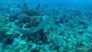 Belize Shark Dive