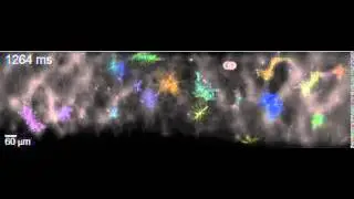 Video 2    Firing pattern of a neural circuit 1