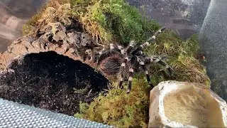 Acanthoscurria Geniculata / Revamping Her Enclosure