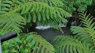 The Beautiful little River is Raining, Sleep, Relax, Meditate, Study, Asmr 💤💤