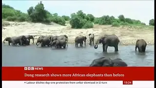 Survey raises estimate of African forest elephant numbers - 27/Nov/2025