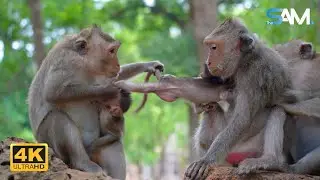 Omg_____! Monkey Vikki Want TO Play With Baby Javo But Old Mom Not Allow | 4K