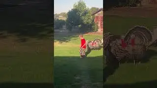 Turkeys Follow the Child Quietly 🤫