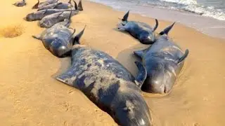 80 Whales have Died After Betting Stranded on Beach in Tamil Nadu State - India 2016
