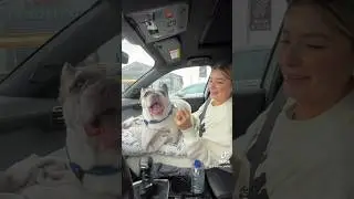 My dog talked in the car #dog #frenchbulldog #funny #pets #viral #frenchie