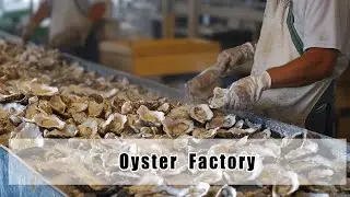 Inside an Oyster Factory: How Oysters Are Processed