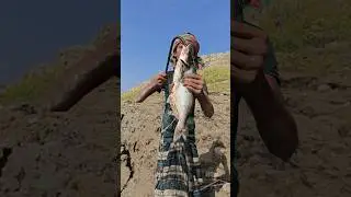 Catching Giant River Fish with Big Fish Bait #fishing #fishhook #riverfishing #fishingdaily
