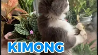 KESERUAN ANAK2 BERMAIN  #anabulkesayangan #catlovers #randomvideo 