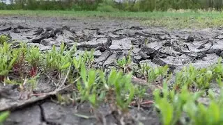 Cracked Earth Stock Video