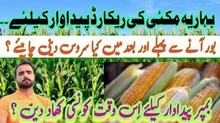 Best practices for spring corn cultivation during Tasseling stage. agriculture information by Taseen