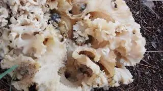 Sparassis crispa Krause Glucke oder Fette Henne