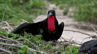 The Beauty of Birds | A Visual Gallery #birds #birdwatching #beautifulbirds