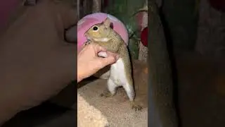 Earl the Squirrel