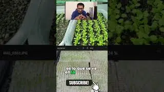 Siembra o alm&aacute;cigo de plantines de lechuga en Hidropon&iacute;a -  Rene Cabezas