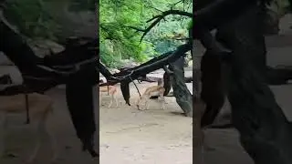 #adventure #tracking #animals #adventures