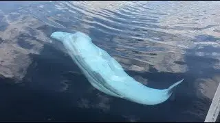 Prom 2017 in AQUARIUM TANK?