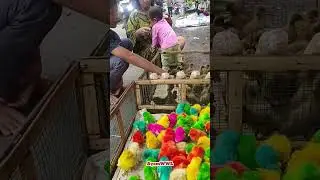 Feeding Cute Chicks #cutechicks #chickenwwl #chickens #tweets #trendingshorts #colorfulchickens