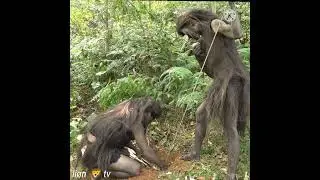 Primitive life - Forest People - Animal trapping skills of forest people