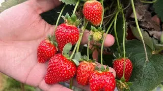 Cameron Highlands, Malaysia Trip | Part 3 of 6: Strawberry Farm