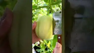 Fruit Cutting Crystal Apple cucumbers 😱#short #apple #satisfying #cucumber