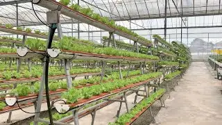 The future of farming (KOK FAH TECHNOLOGY FARM)!