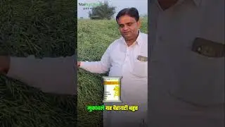 स्टार 10-15 सरसों की बेहतरीन किस्म🔥 Mustard Farming |Star mustard 10-15 | Top Sarso Kism Ki Kheti |