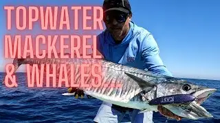 Casting for big Mackerel and dodging whales