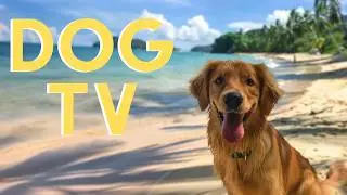 DOG TV For Dogs To Watch: 20 Hours Beach Virtual Hike🐬| With Relaxing Music!