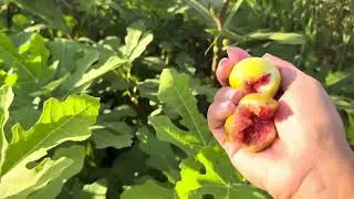 New Hardy Fig Trees (5B/6A) - In Ground!!       NO WAY!  #afig