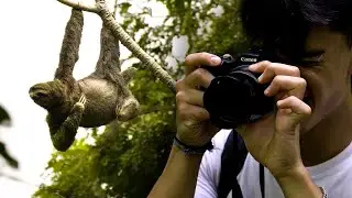 Sloth Conservation and Wildlife Experience | The Great Projects